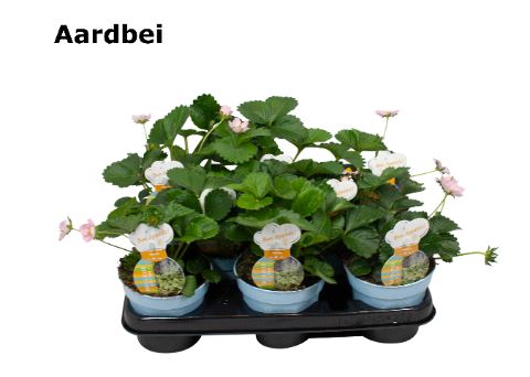 Aardbeien فراولة