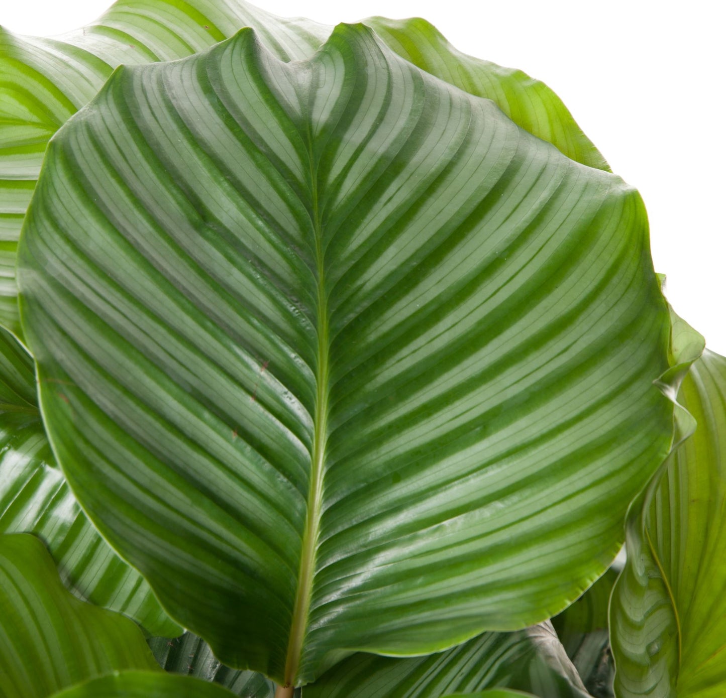 Calathea orbifolia