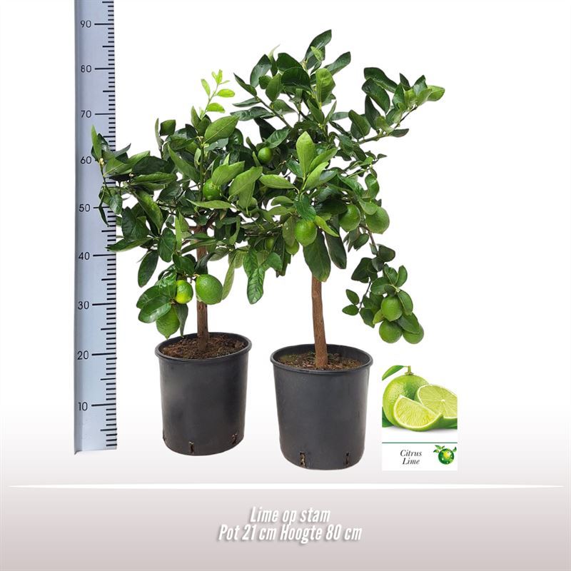 Lime on stem ليمون قزمي لايم