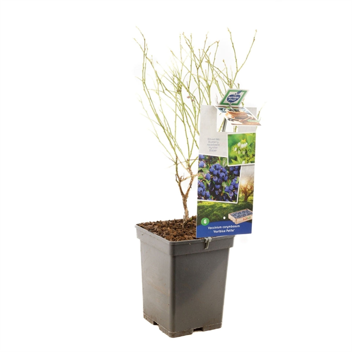 بلوبيري Hortblue Petit blue berry