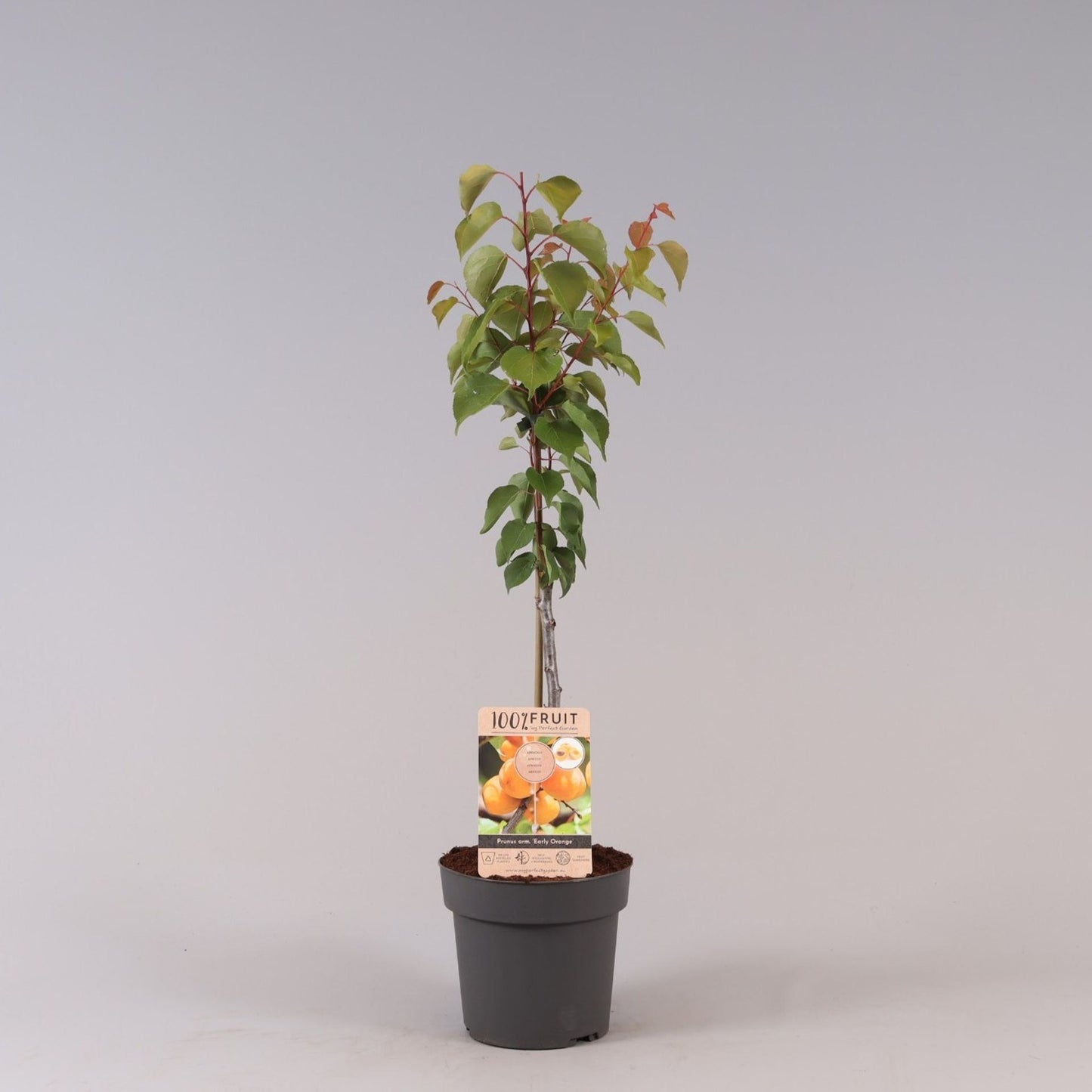 مشمش اوربي مبكر