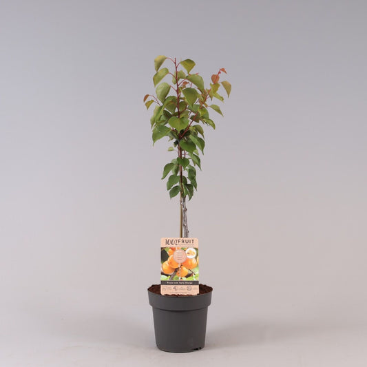 مشمش اوربي مبكر