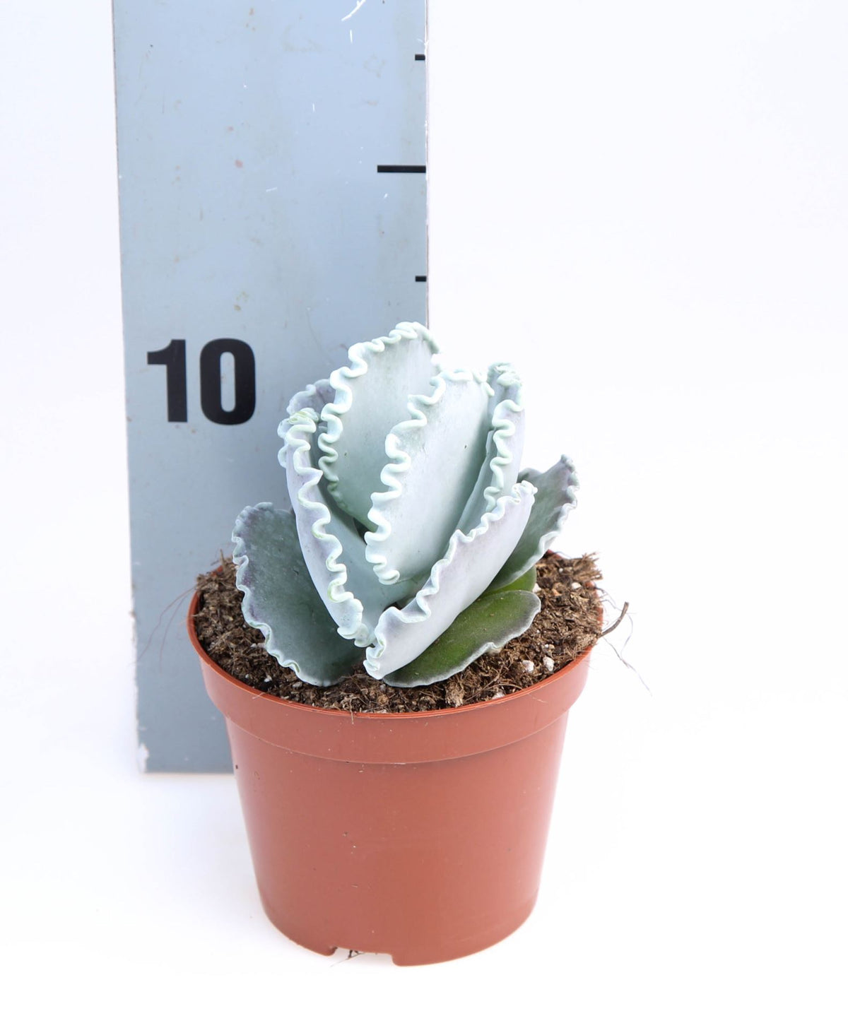 Cotyledon orb. oblonga صبار حبة