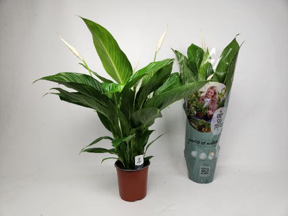 Spat Bingo Cupido 17cm Air So Pure Spathiphyllum 17cm Air So Pure