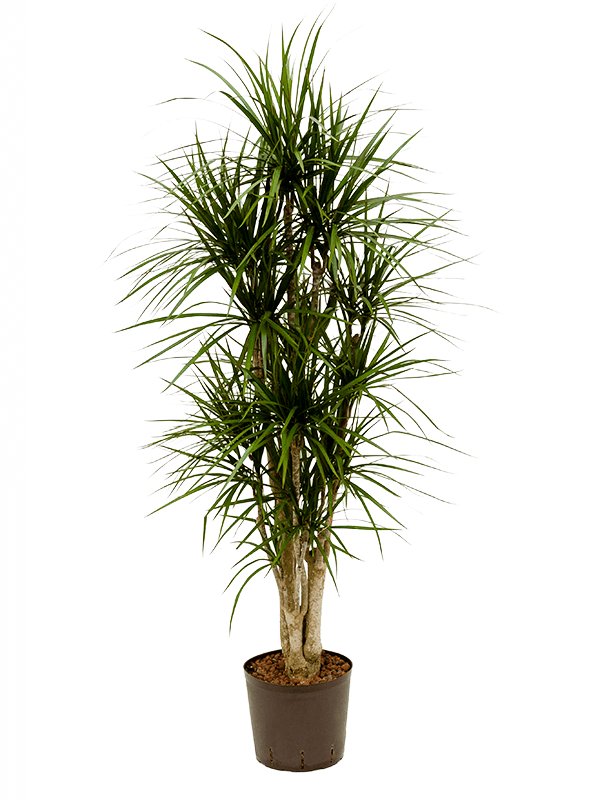 Dracaena marg. magenta دراسينا مارجيناتا ماجنتا