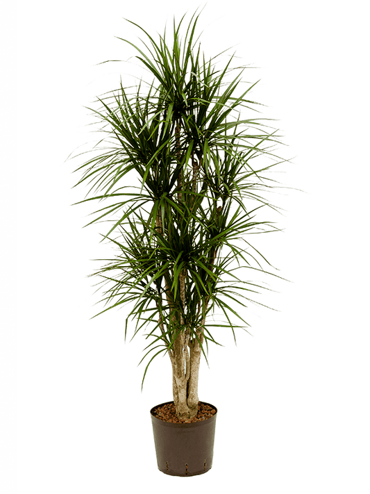 Dracaena marg. magenta دراسينا مارجيناتا ماجنتا