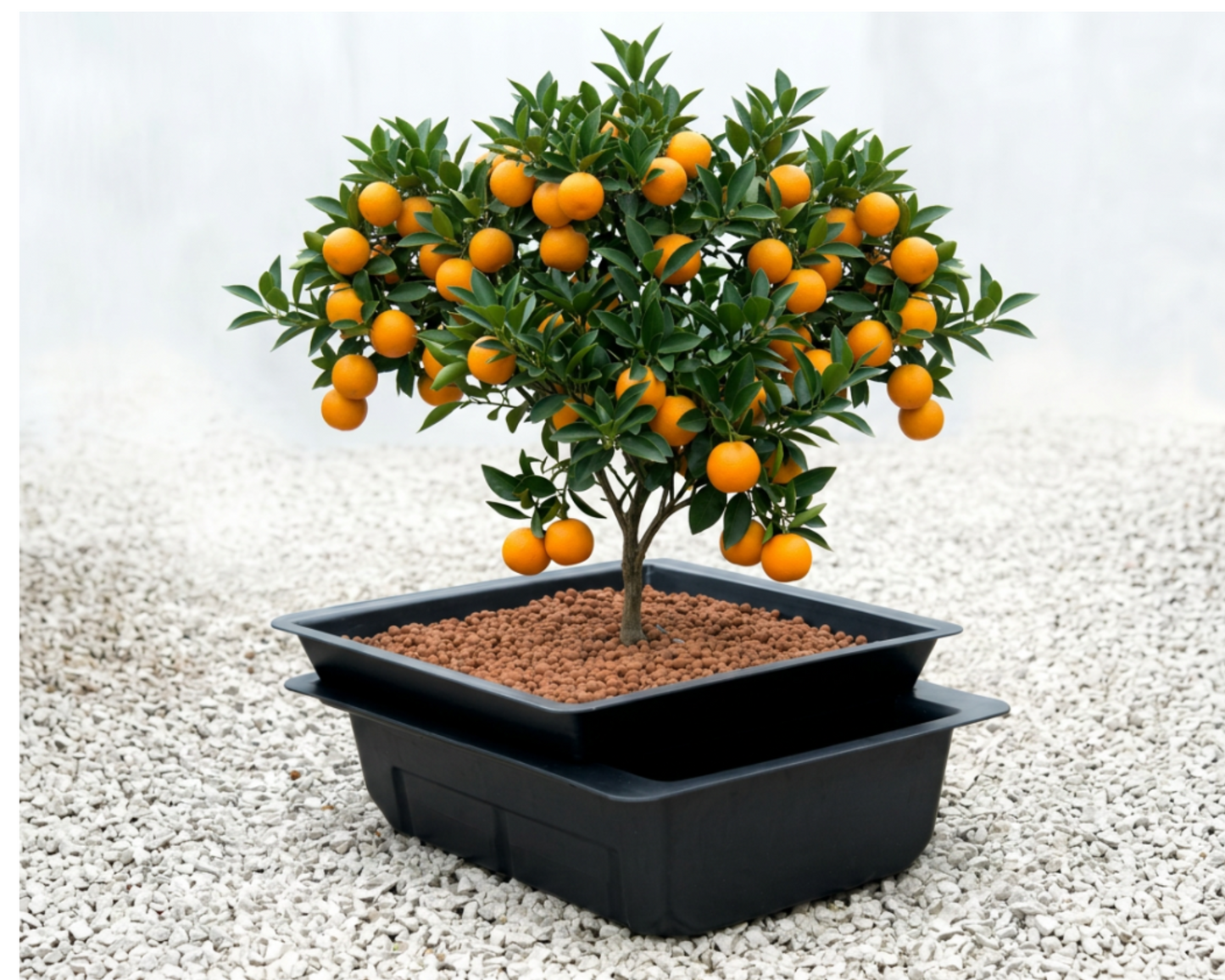 NUTRICULTURE EBB & FLOOD 44 نظام زراعة مائية hydroponic system