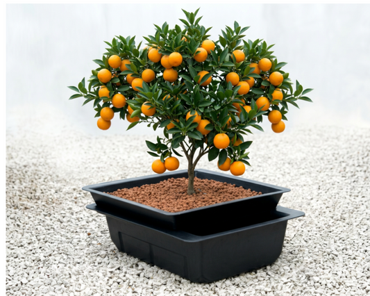 NUTRICULTURE EBB & FLOOD 44 نظام زراعة مائية hydroponic system