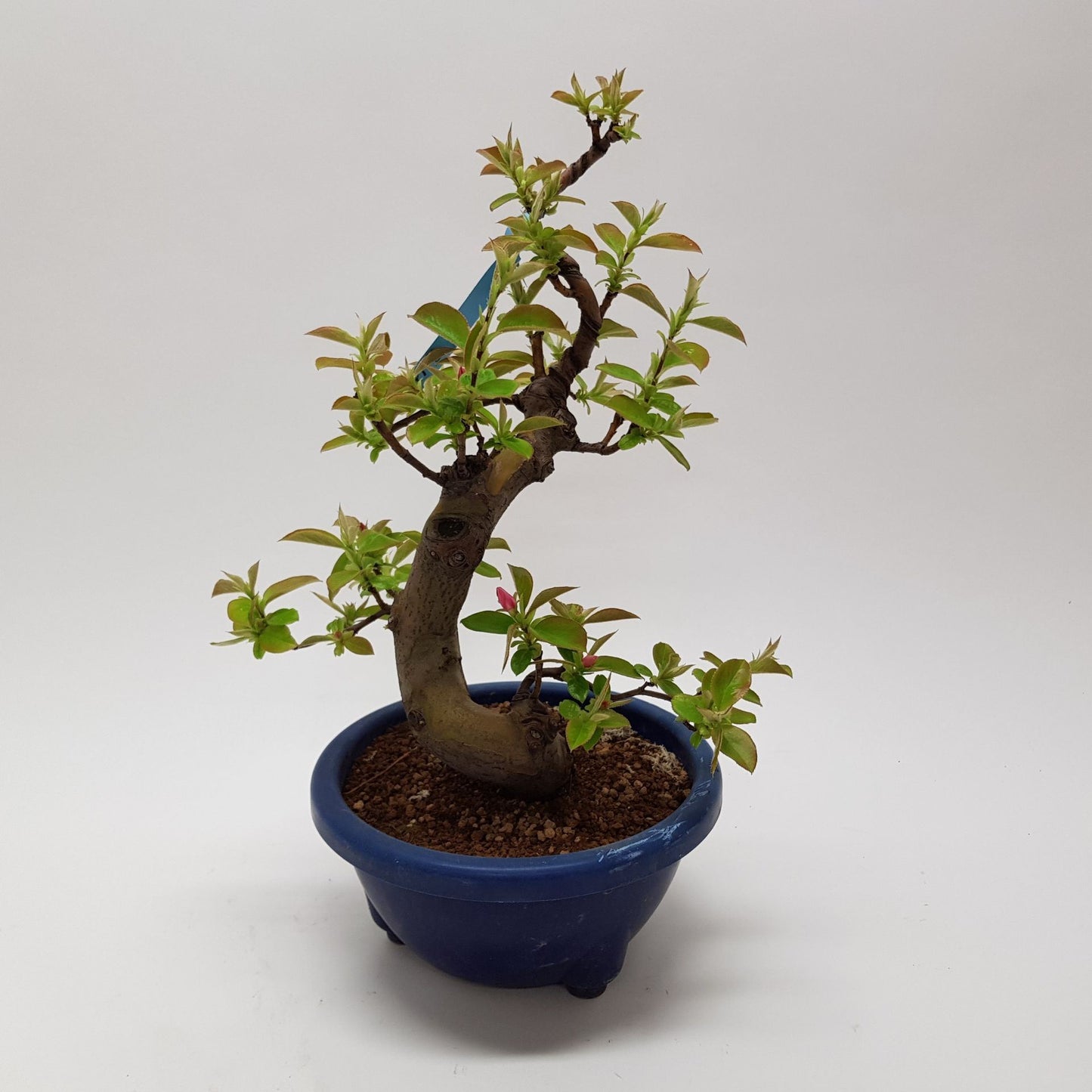 بونزاي السفرجل الصيني  Bonsai 22 cm (herkomst: Japan)