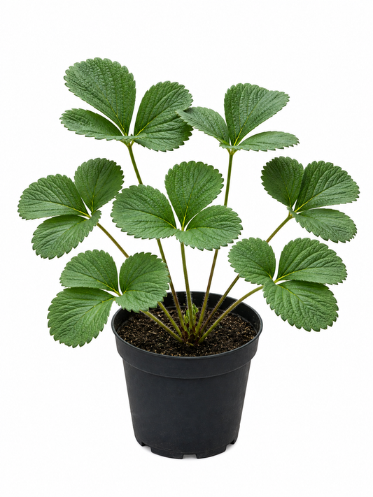 فراولة بيضاء pineberry حوض