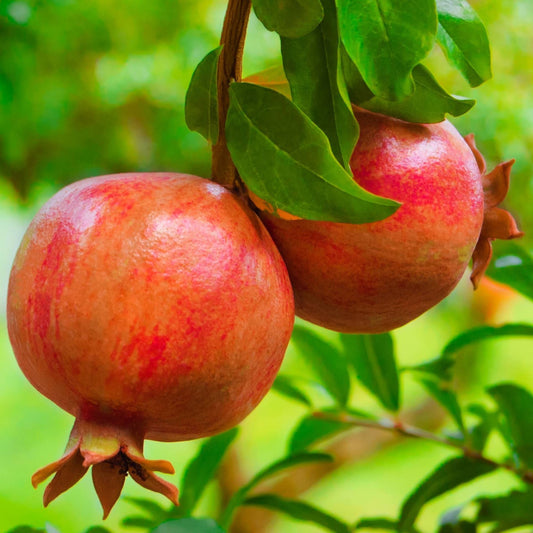 رمان مبكر  'Early' 100% Fruit, P21