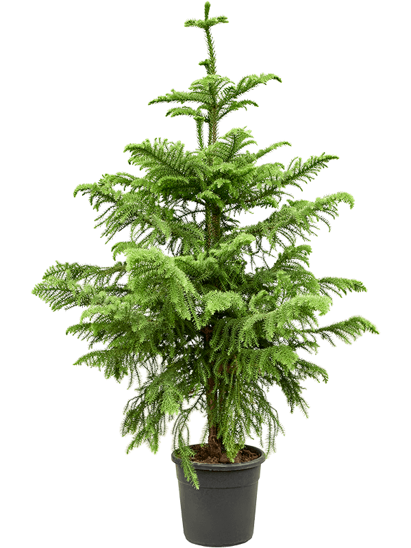 Araucaria heterophylla  شجرة