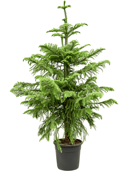 Araucaria heterophylla  شجرة