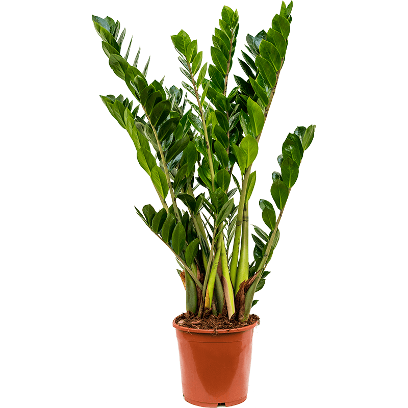 zamiifolia Zamioculcas 17cm زامييفوليا زاميوكولكاس