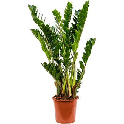 zamiifolia Zamioculcas 17cm زامييفوليا زاميوكولكاس