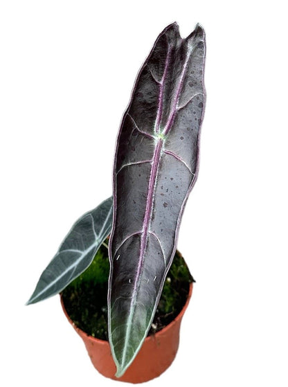 Alocasia Longiloba Purple الوكاسيا لونجيلوبا الحمراء