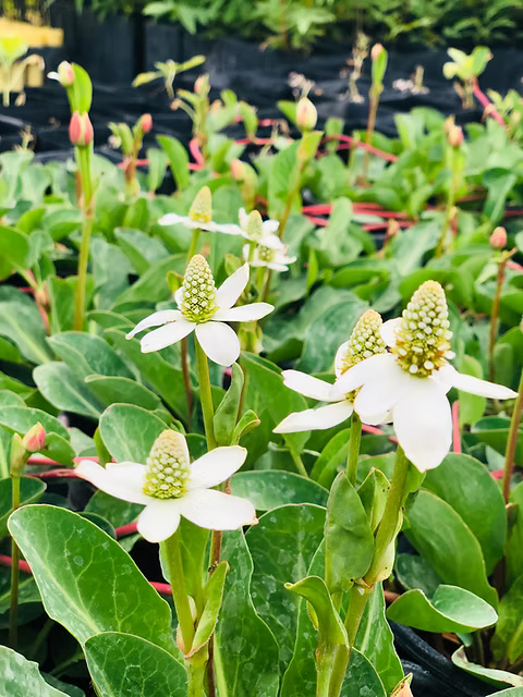 Anemopsis californica