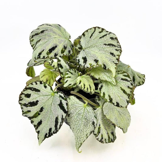 BEGONIA REX-HYBRID