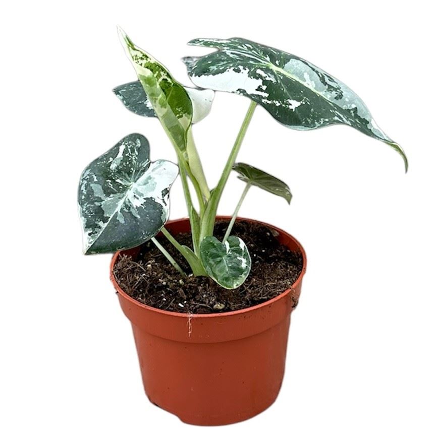 Alocasia Micholitziana Frydek الوكاسيا المخملية الخضراء