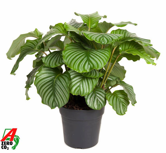 Calathea orbifolia