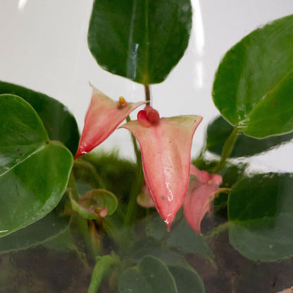 انتوريوم حوض زجاج