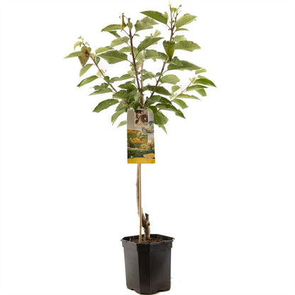 Prunus avium Donissens Gold laagst Zoete yellow kers