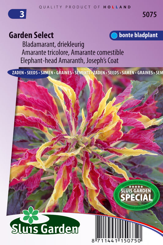 Amaranthus tricolor Garden Select