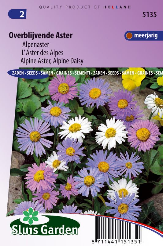 Aster Alpinus Largeflowered Hybrids