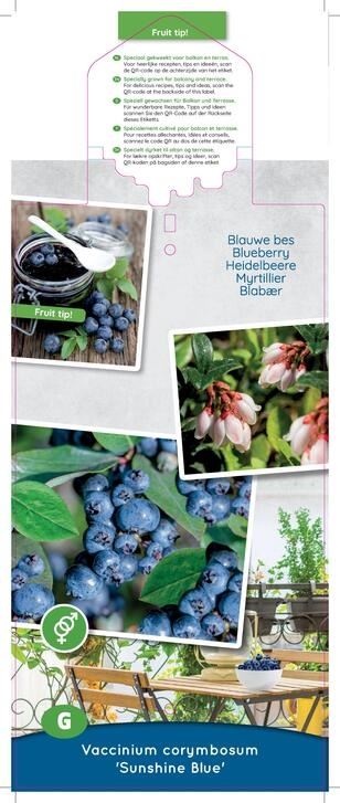 بلوبيري  Sunshine Blue Blauwe bes