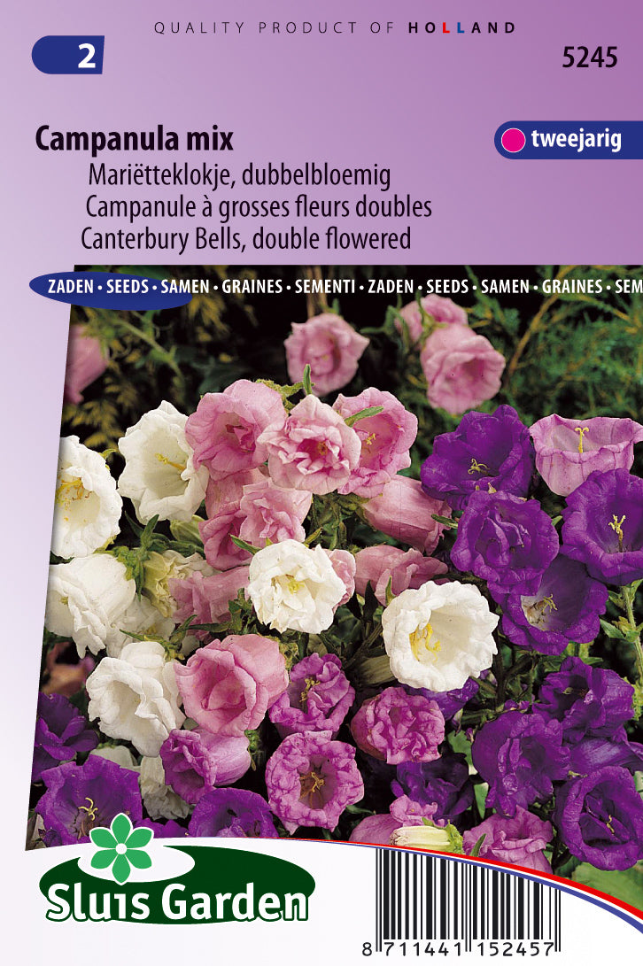 Campanula medium Double Mixed