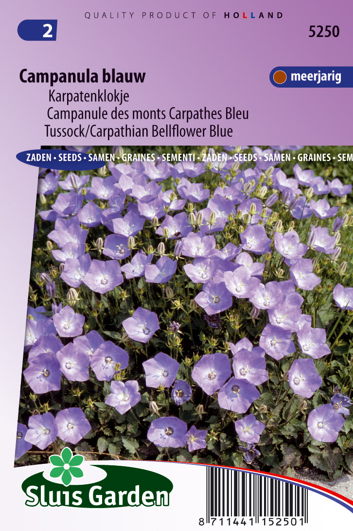 Campanula carpatica Blue