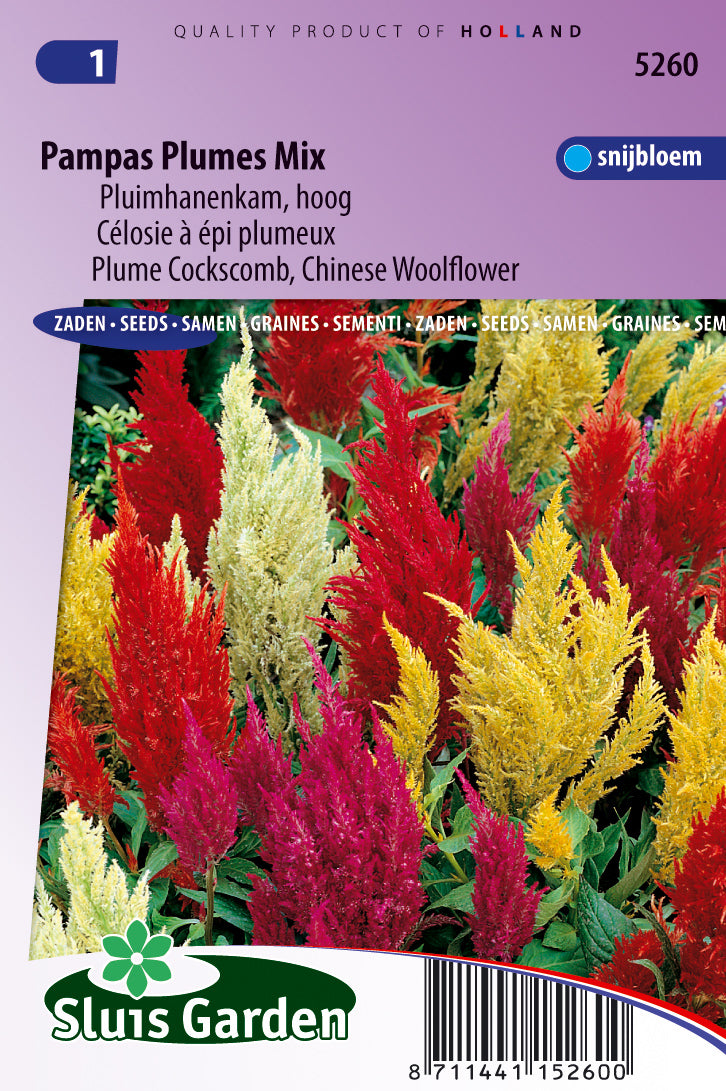 Celosia Plumosa Pampas Plume Mix