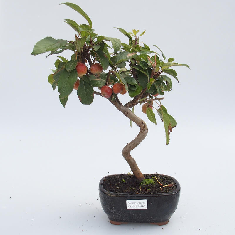 Bonsai بونزاي التفاح