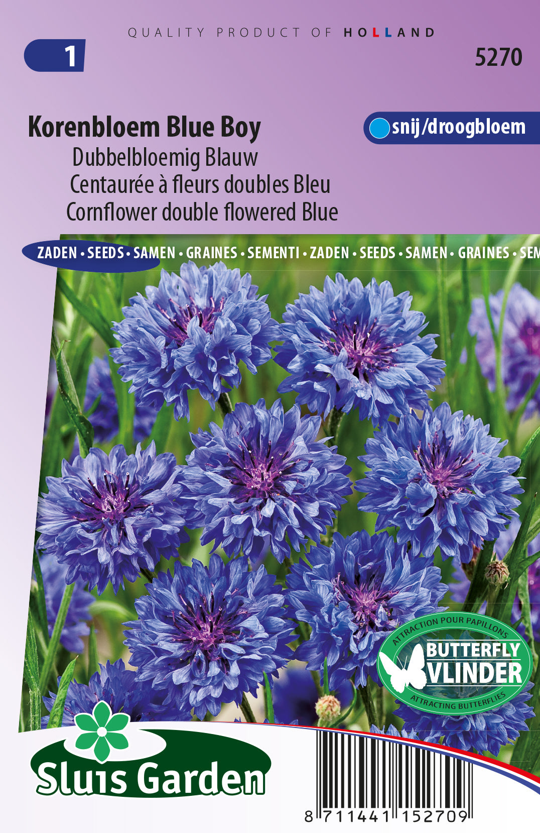 Centaurea cyanus flore plena Blue boy