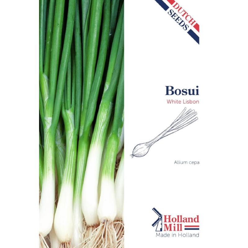 Holland Mill Onion -Bunching White Lisbon