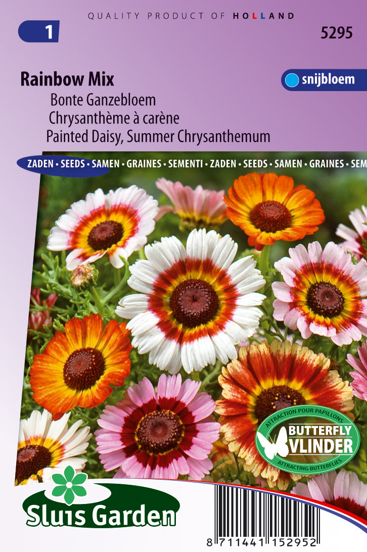 Chrysanthemum carinatum Rainbow Mixed