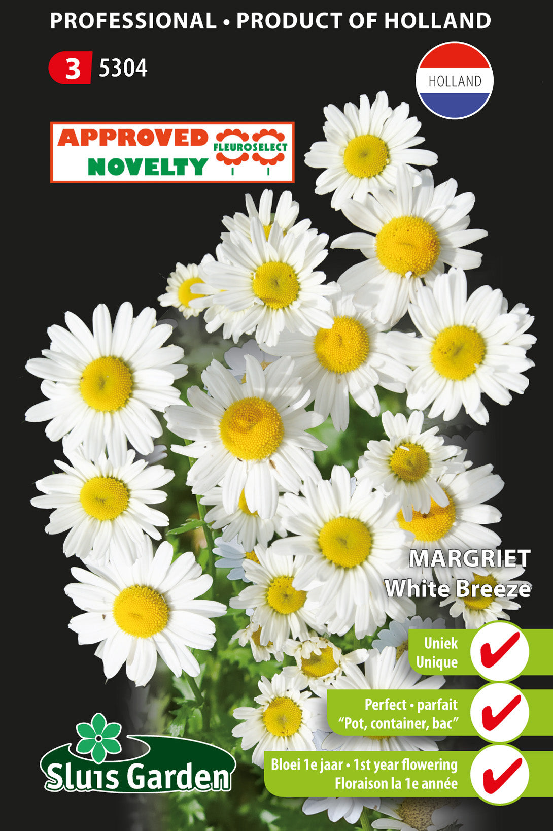 OX-eyed Daisy White Breeze