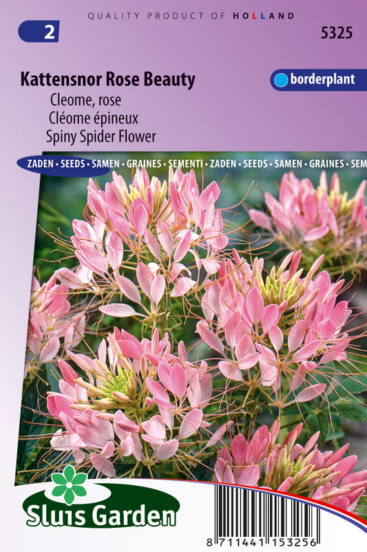 Cleome pungens Rose beauty