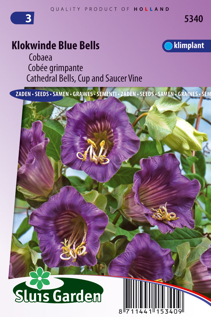 Cobaea scandens Violet Blue Bells