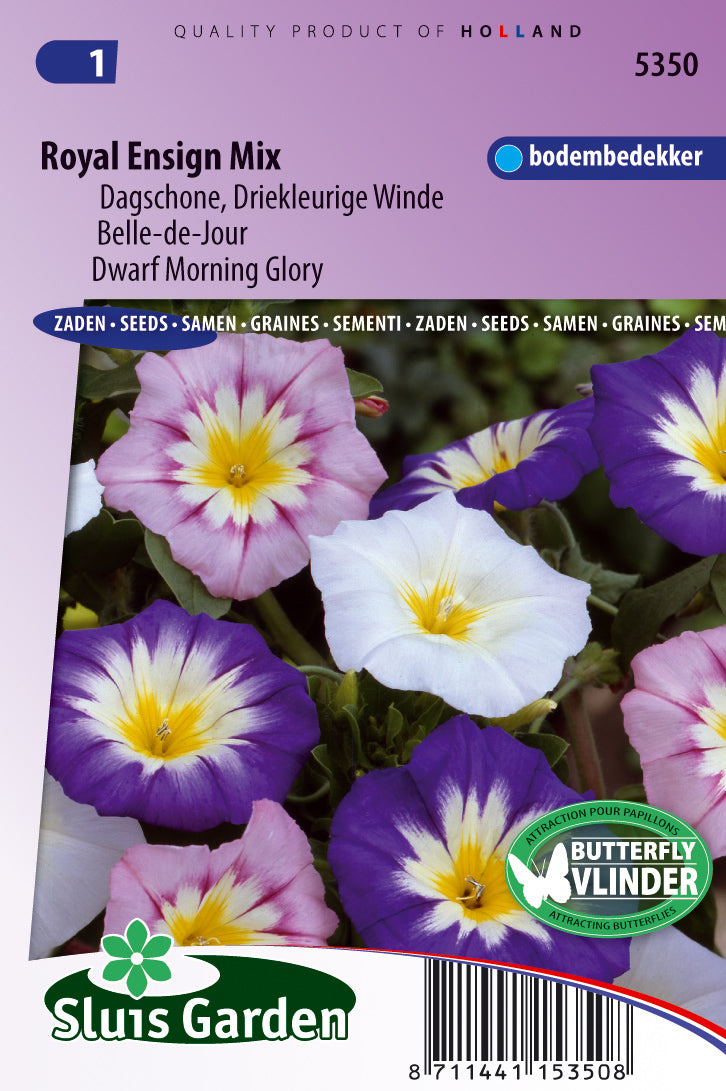 Convolvulus tricolor Choice Mixed