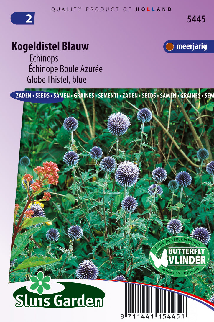 Echinops ritro