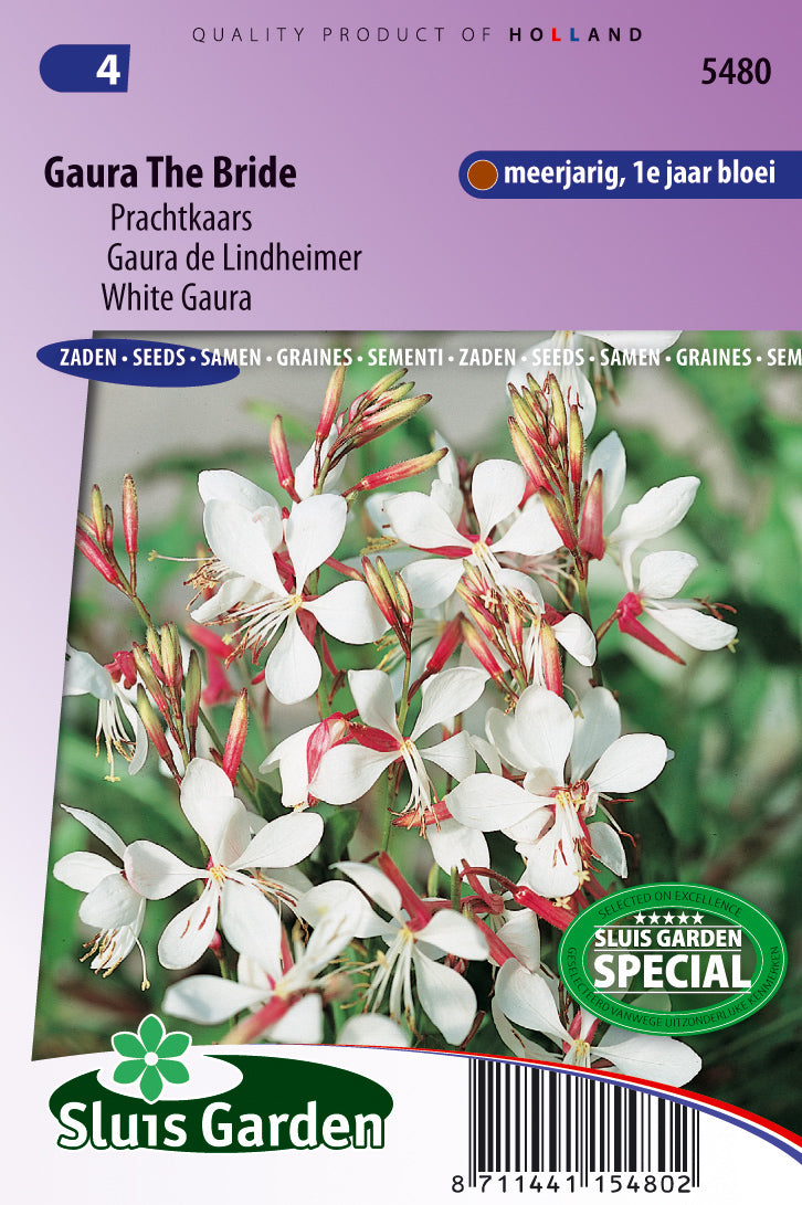 Gaura Lindheimerii The Bride