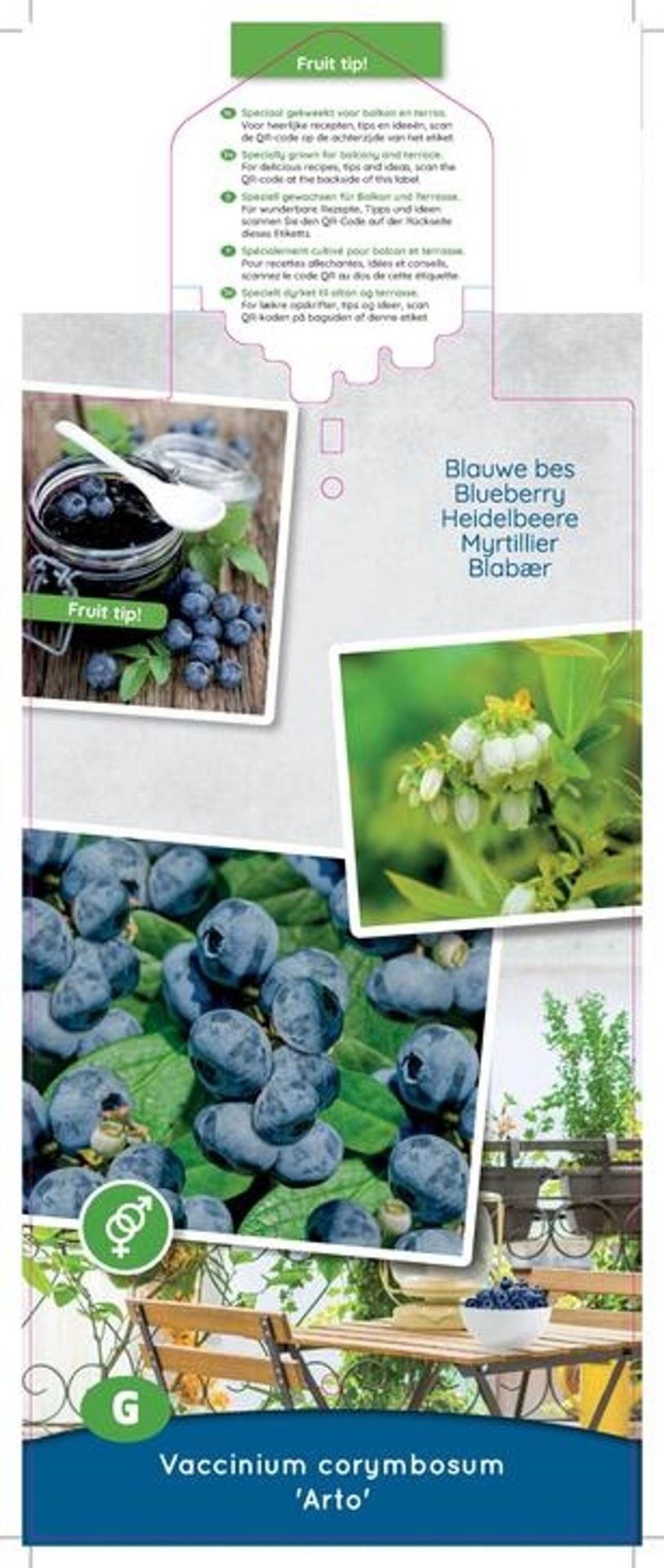 بلوبيري Arto Compacte blauwe bes