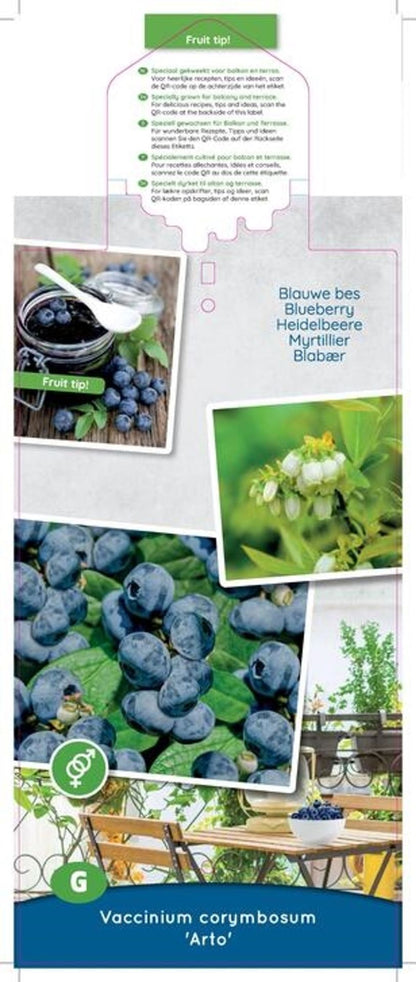 بلوبيري Arto Compacte blauwe bes
