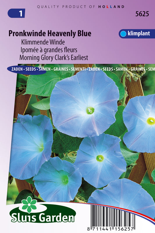 Ipomoea rubricoerulea Clark’s Blue