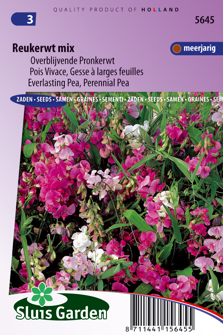 Lathyrus latifolius Choice mixed