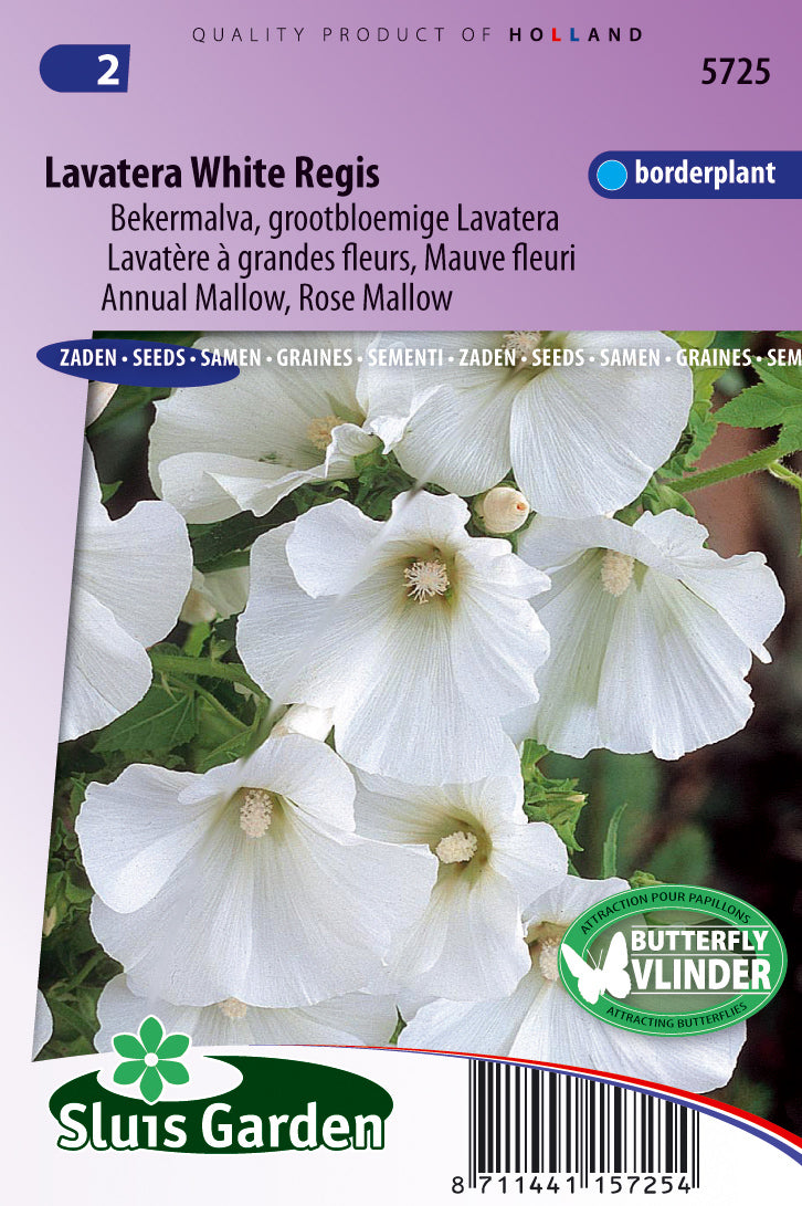 Lavatera Trimesters White Regis