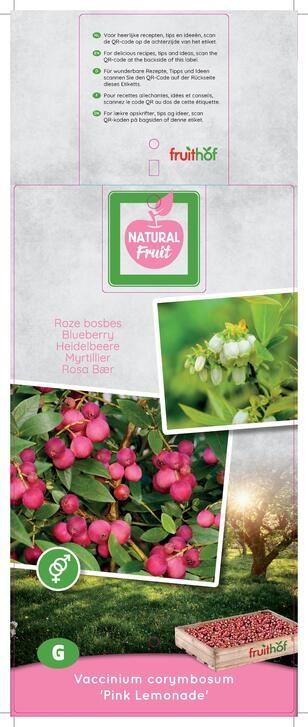 بلوبيري pink Lemonade pink berry