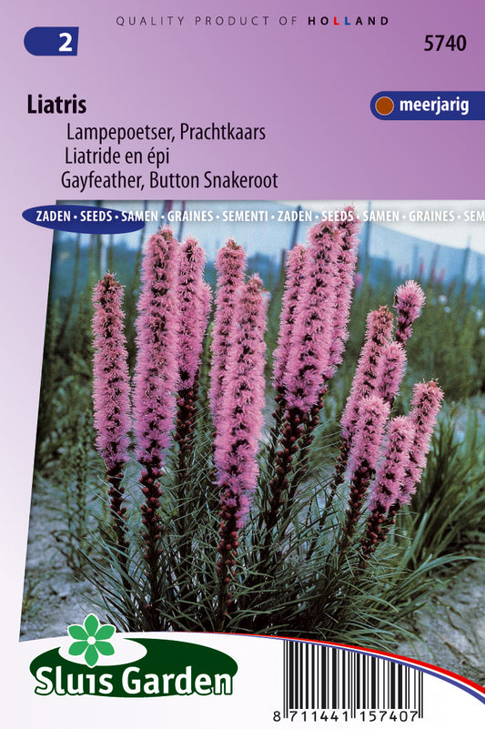 Liatris spicata