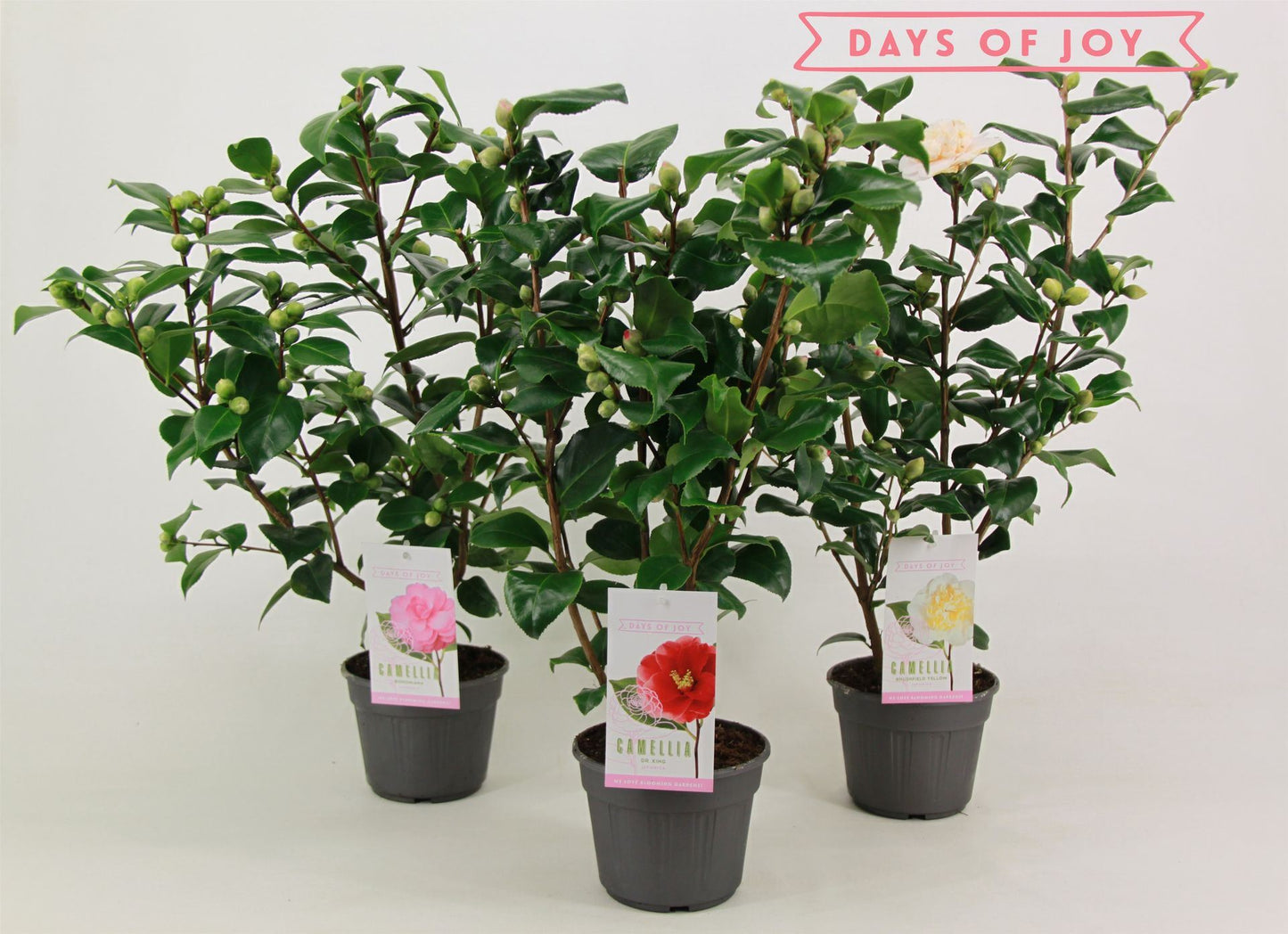 Camellia japonica mixed 15 cm (rauw)